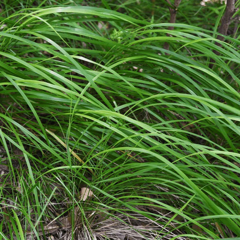 6x Japan-Segge kaufen – Carex morrowii | Ziergras, Höhe 10–25 cm, Ø 9 cm