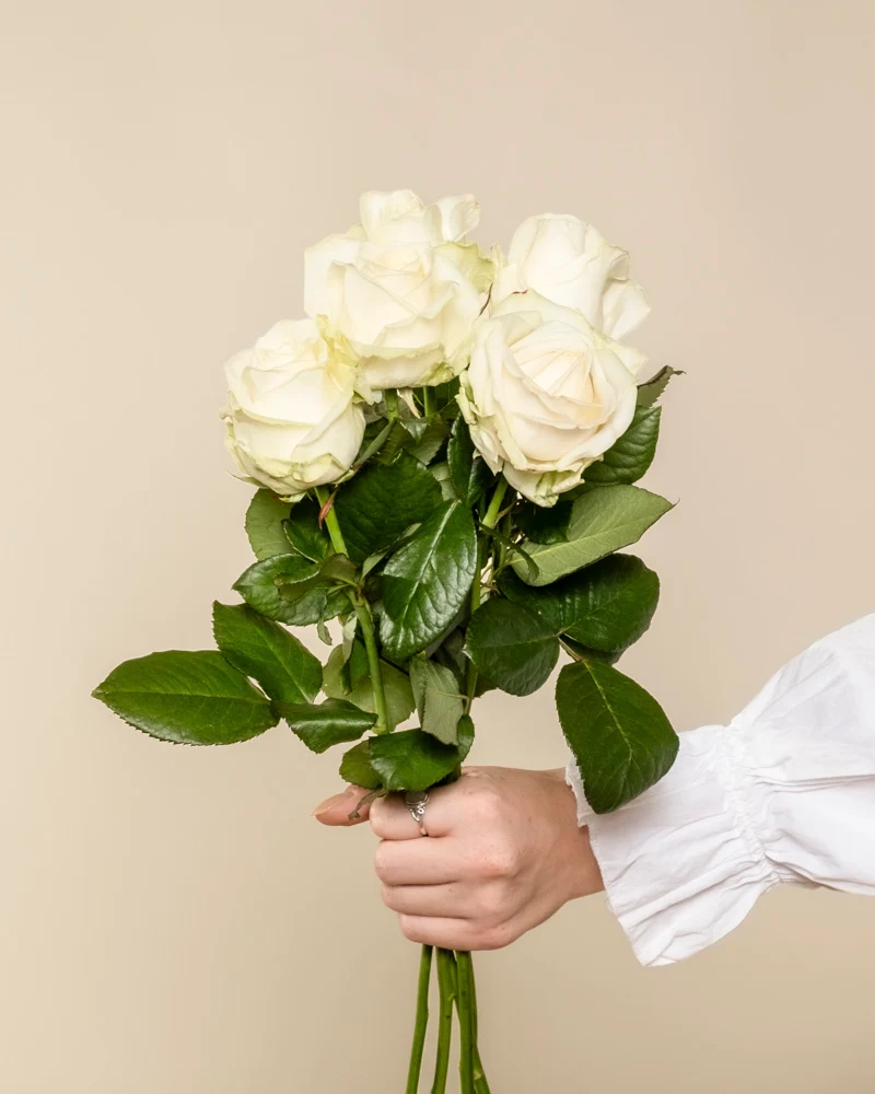 Weiße Rosen