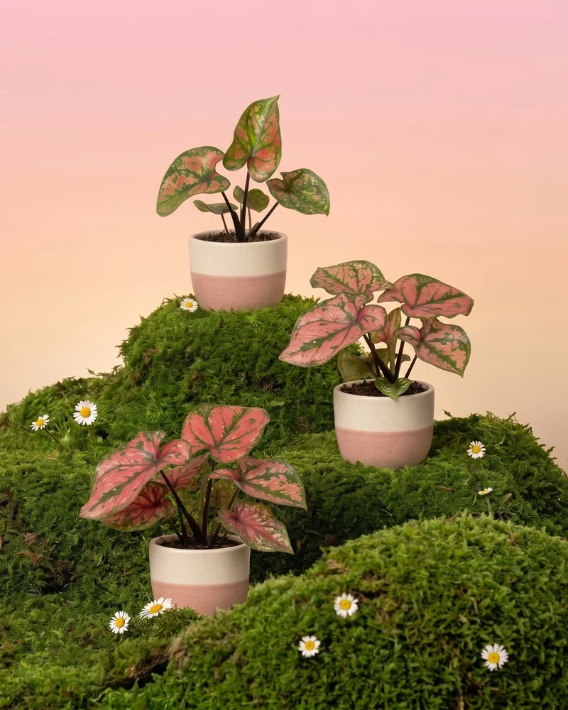 Baby Caladium 'Purple Light' (3er Set)