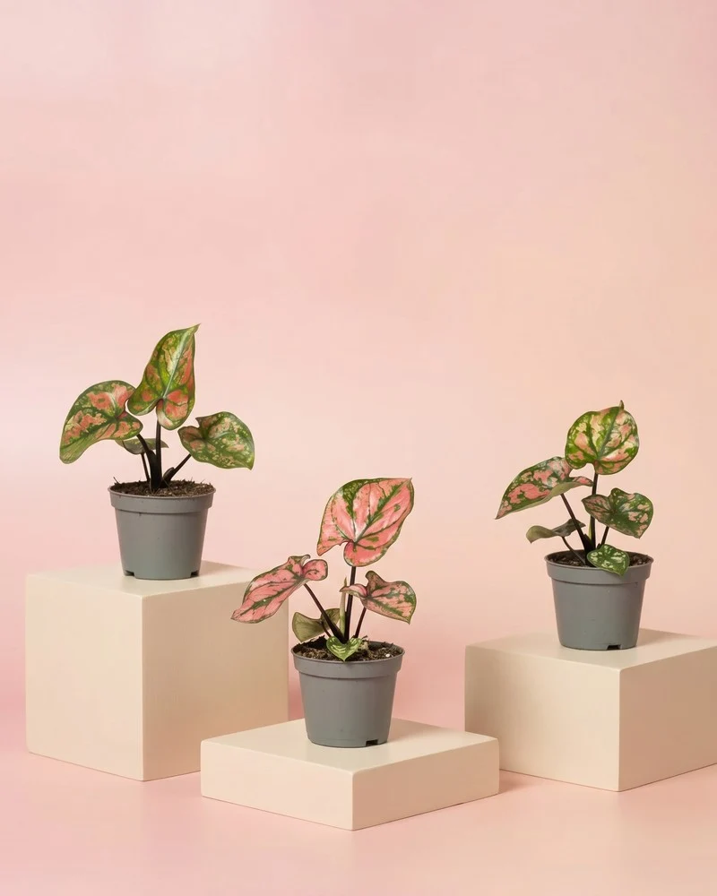 Baby Caladium 'Purple Light' (3er Set)