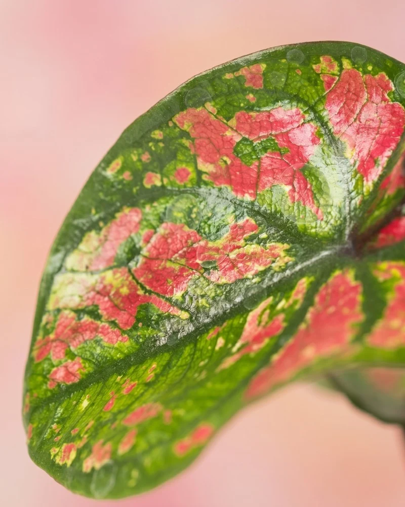 Baby Caladium 'Purple Light' (3er Set)