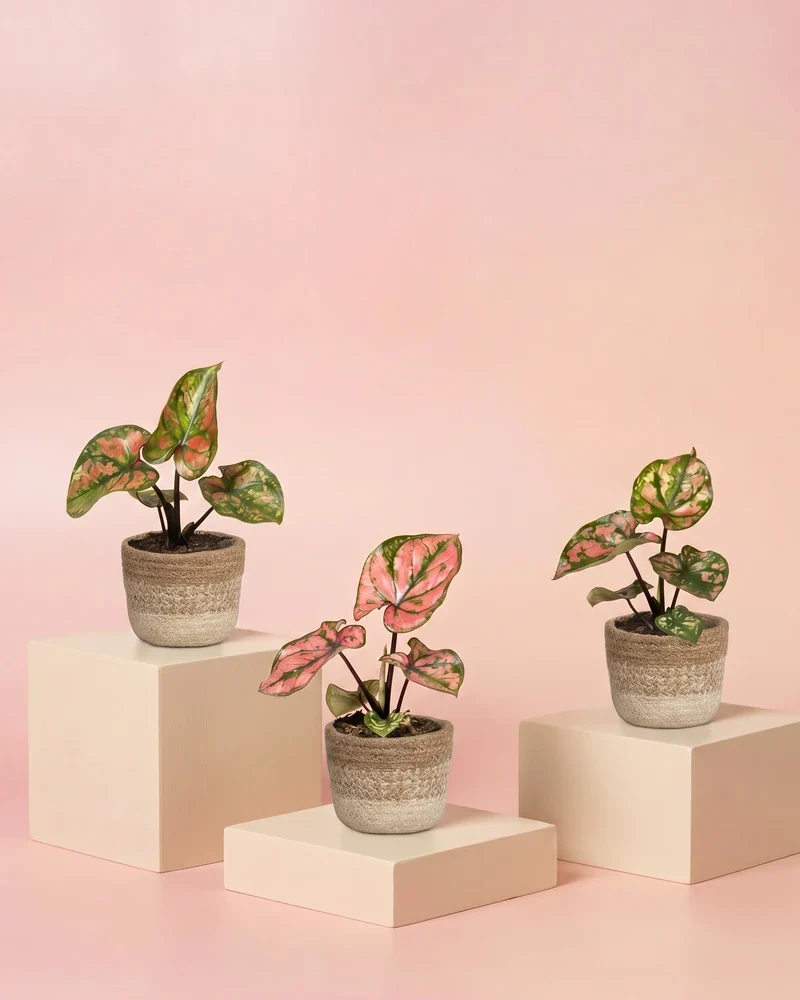 Baby Caladium 'Purple Light' (3er Set)