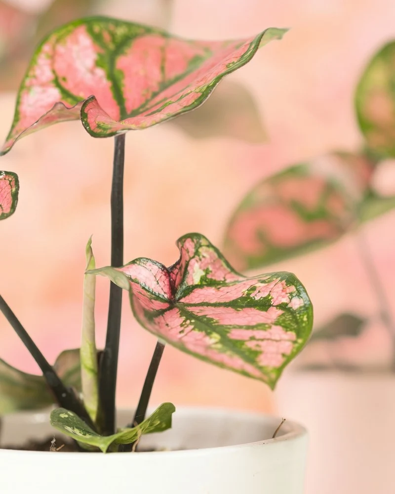 Baby Caladium 'Purple Light' (3er Set)