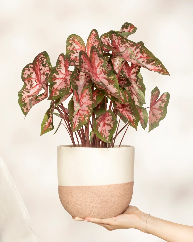 Caladium 'Roze'