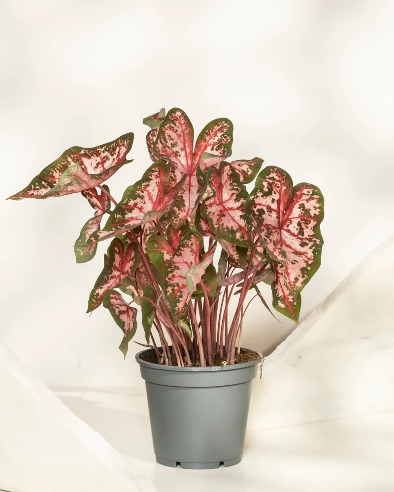 Caladium 'Roze'