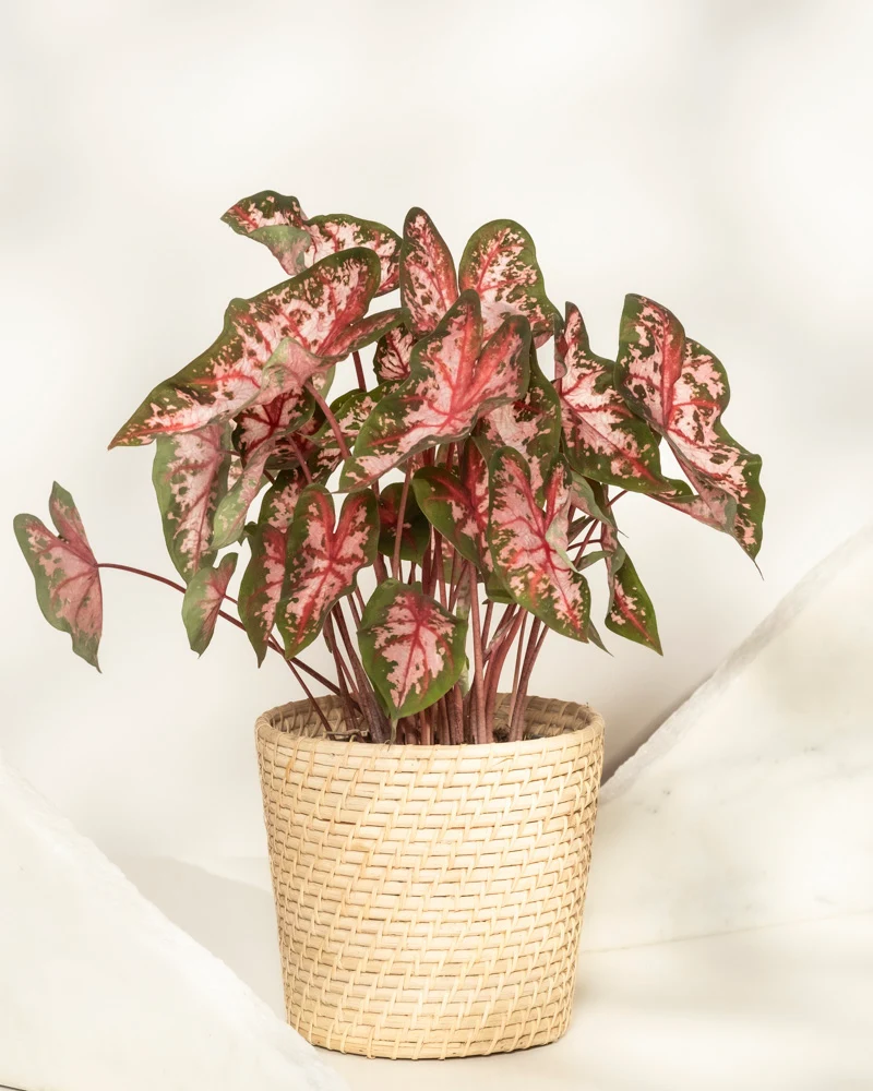 Caladium 'Roze'