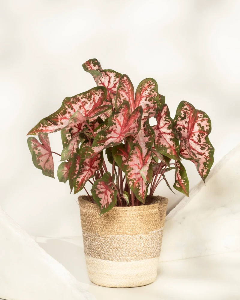 Caladium 'Roze'