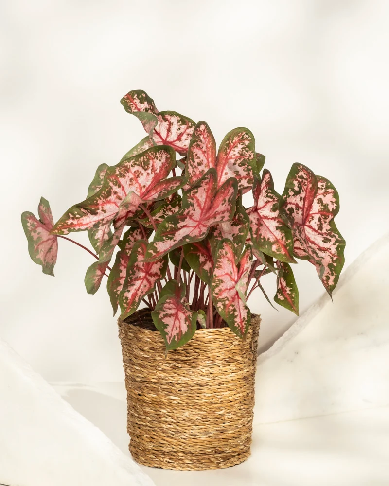 Caladium 'Roze'