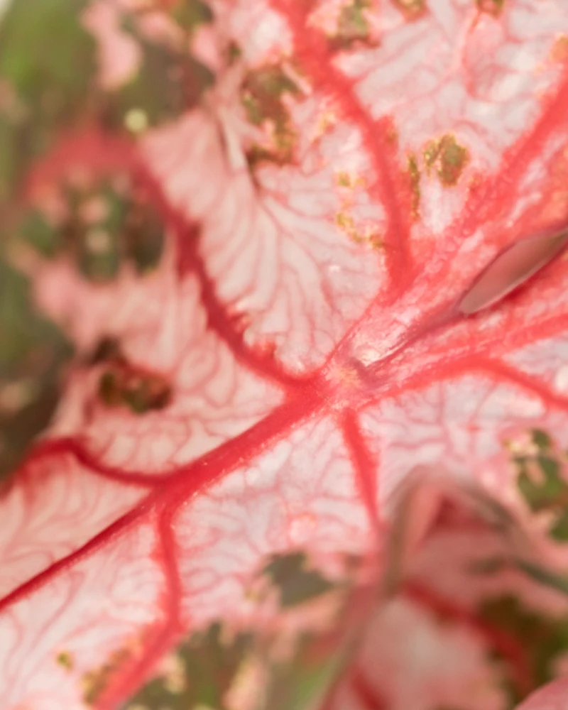 Caladium 'Roze'