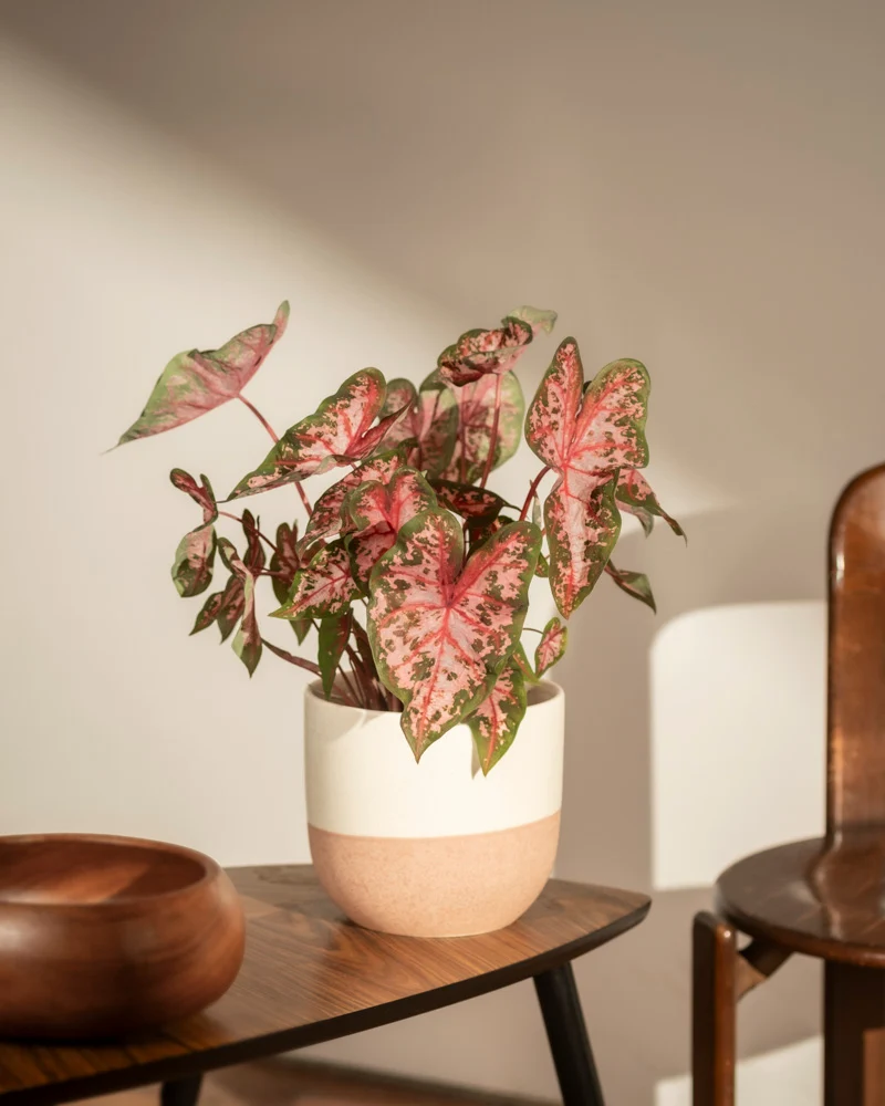 Caladium 'Roze'