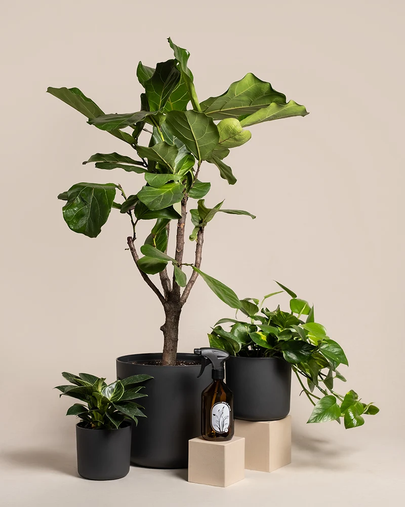 Urban Jungle Set