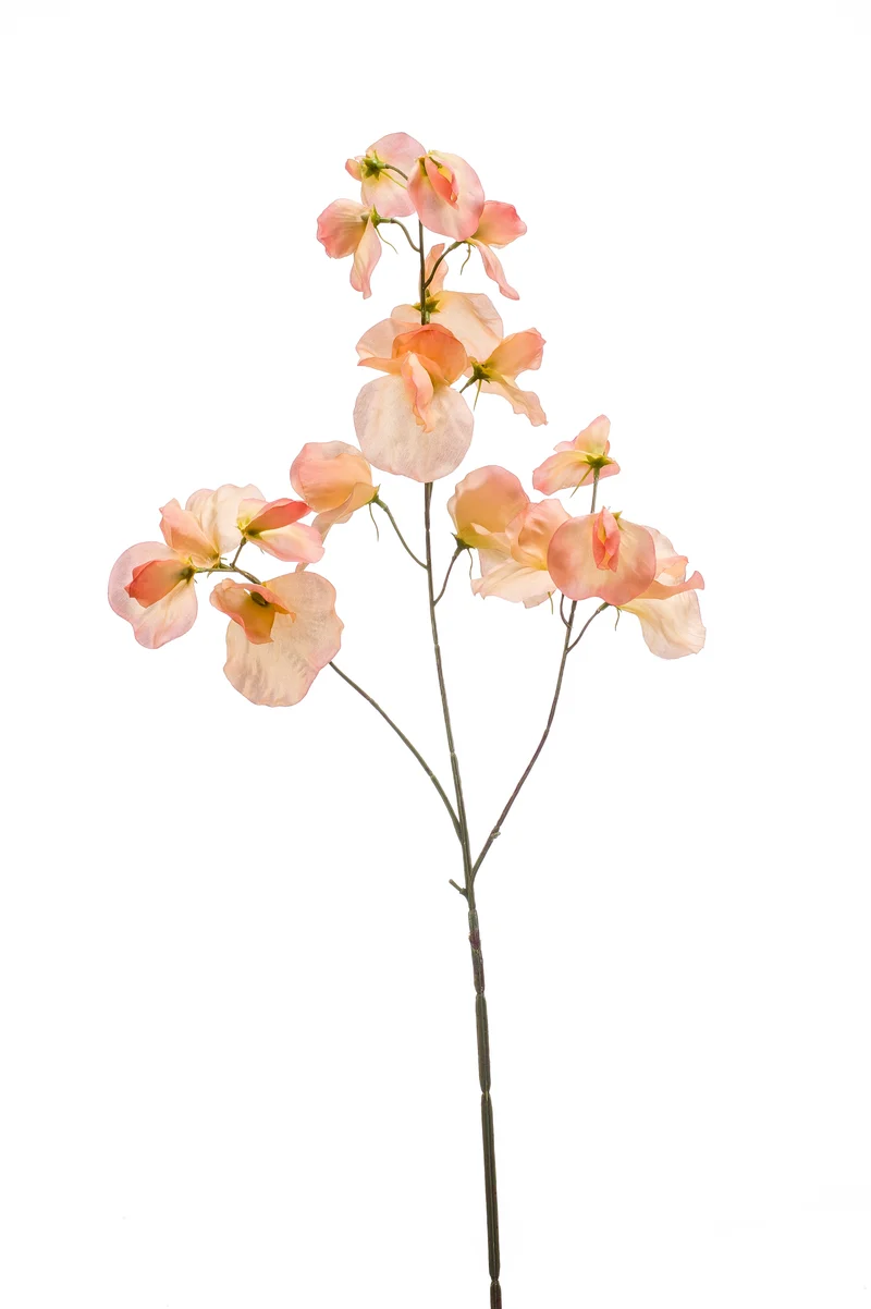 Lathyrus künstlich 75 cm - 1 Stiel - Pfirsich