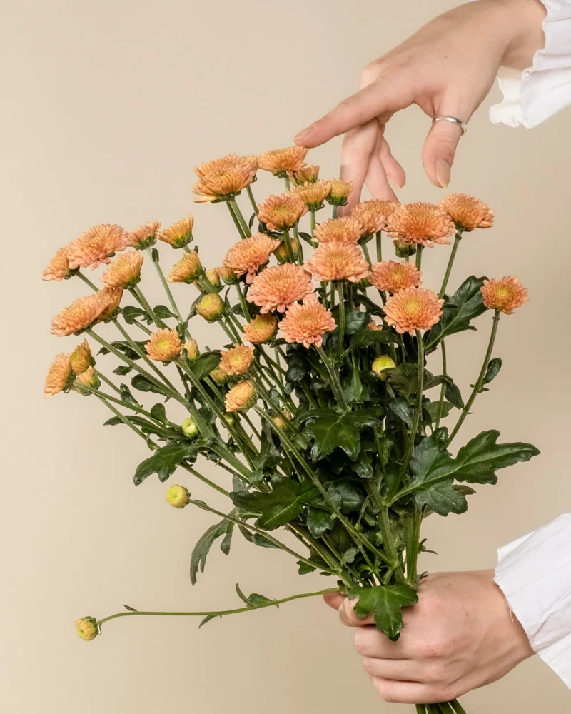 Chrysanthemen pfirsich