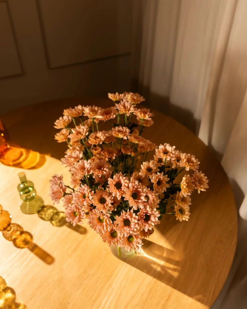 Chrysanthemen pfirsich