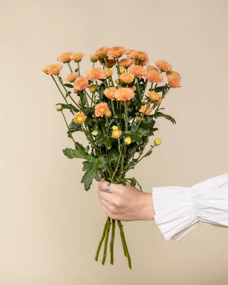Chrysanthemen pfirsich