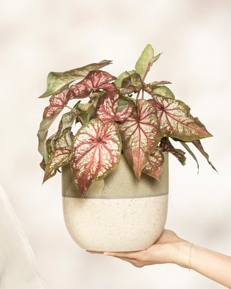 Caladium bicolor