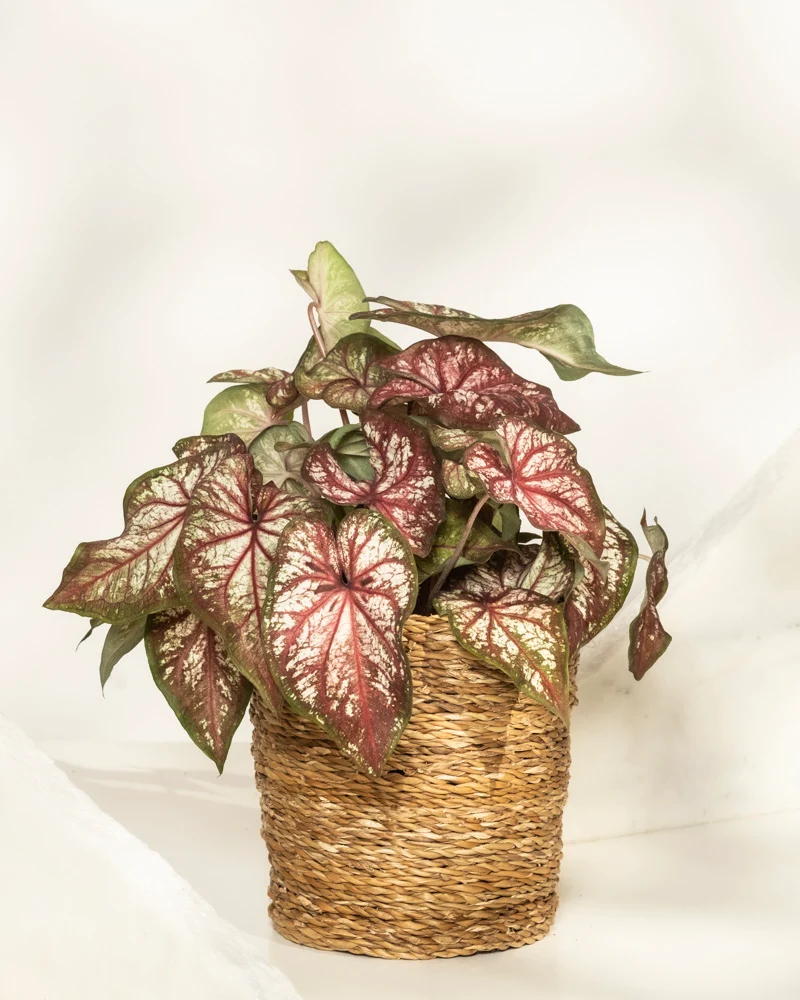 Caladium bicolor