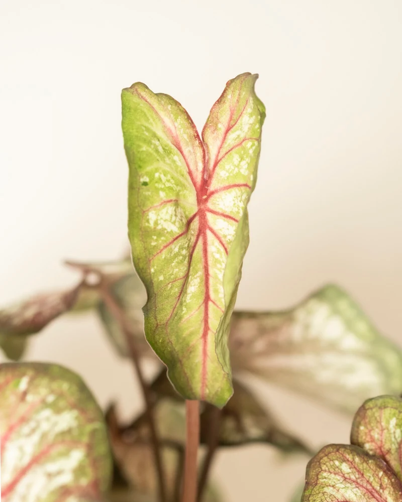Caladium bicolor