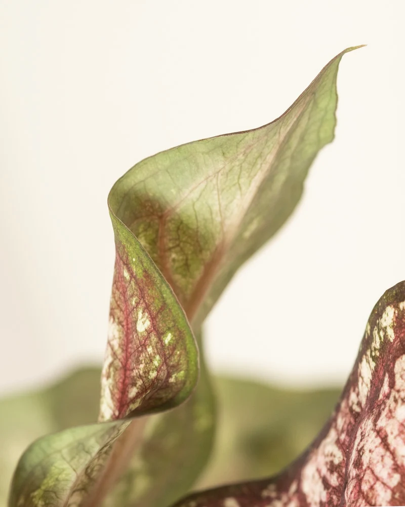 Caladium bicolor