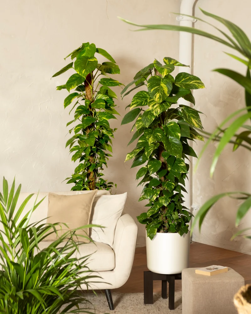 Efeutute XL Duo