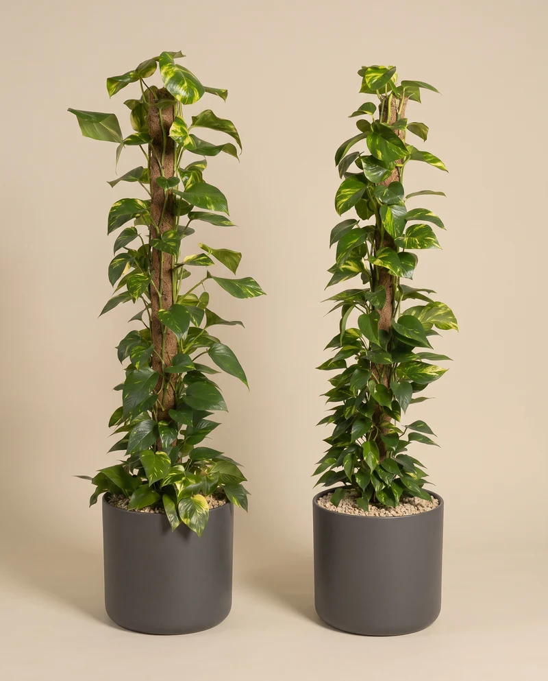 Efeutute XL Duo