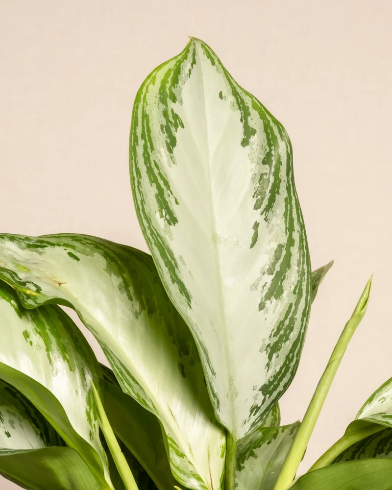 Große Aglaonema Silver Bay