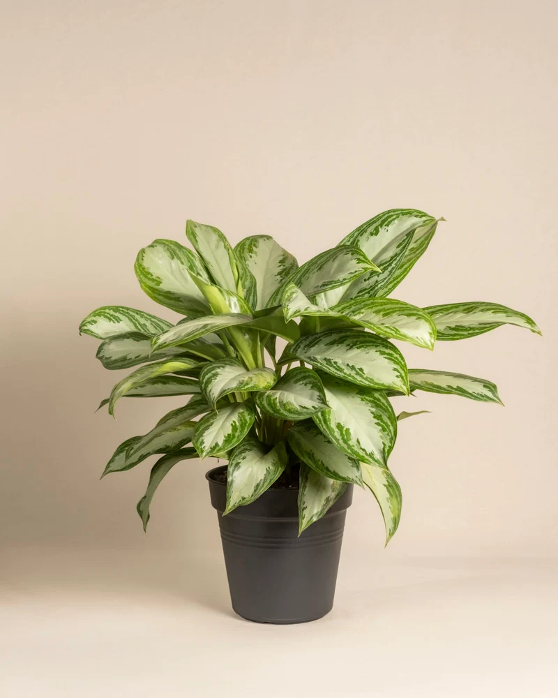 Große Aglaonema Silver Bay