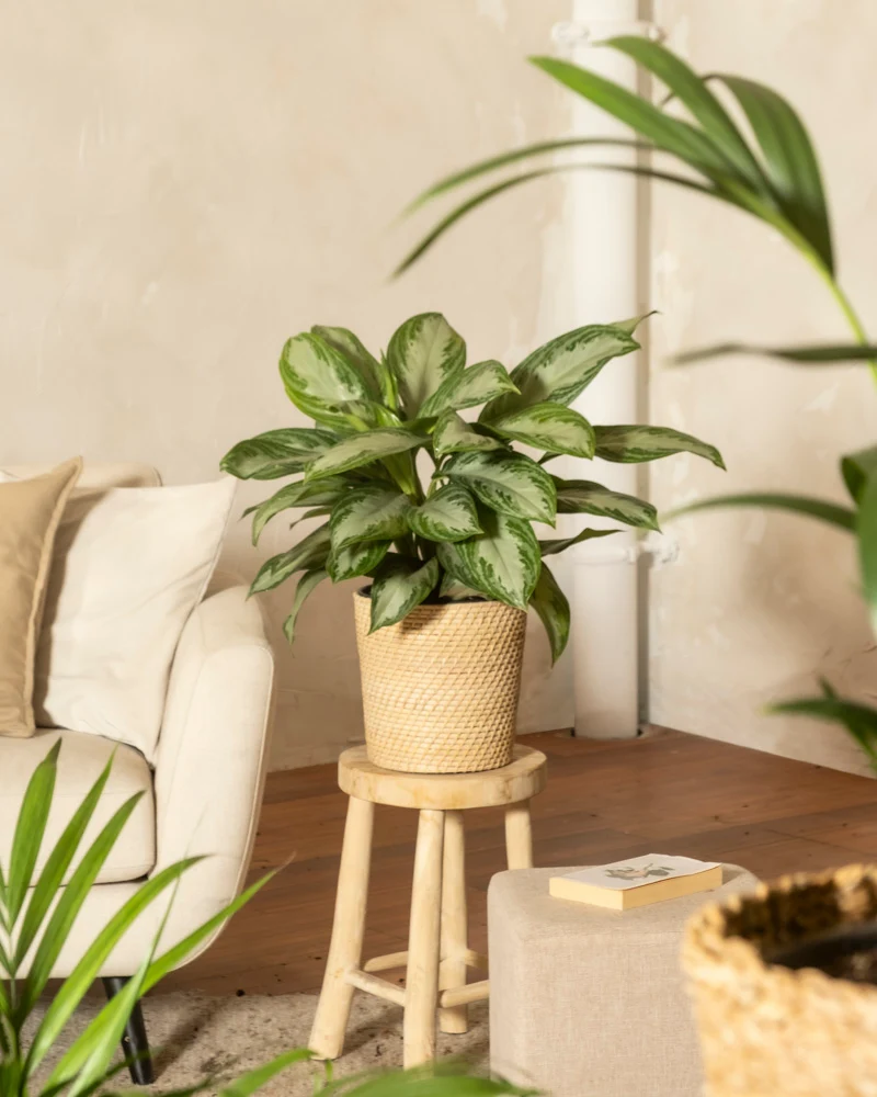 Große Aglaonema Silver Bay