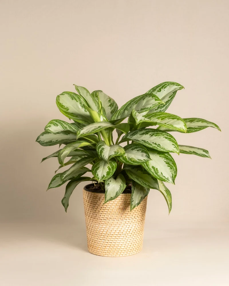 Große Aglaonema Silver Bay