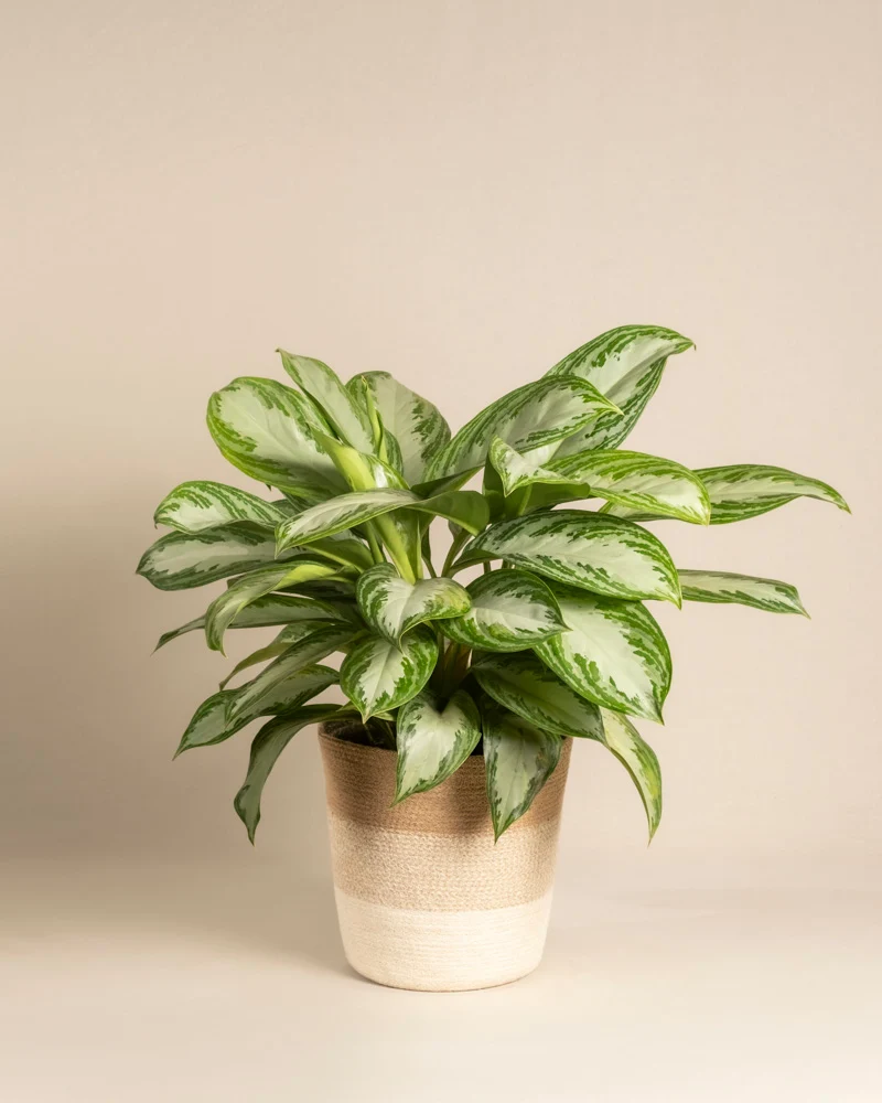 Große Aglaonema Silver Bay