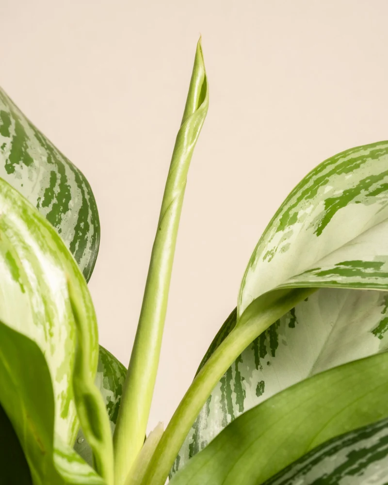 Große Aglaonema Silver Bay