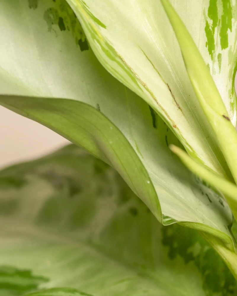 Große Aglaonema Silver Bay