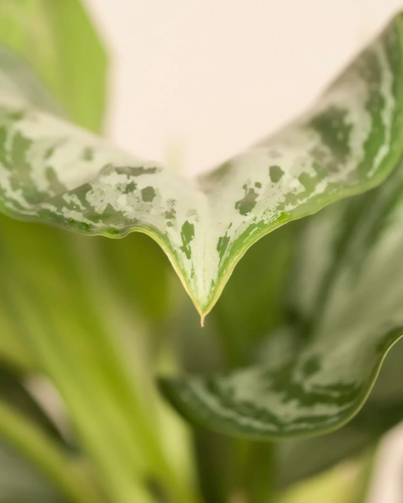 Große Aglaonema Silver Bay