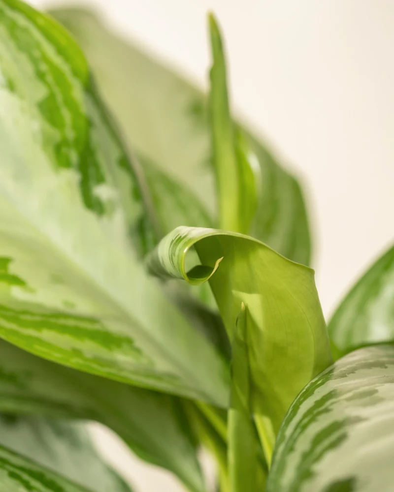 Große Aglaonema Silver Bay