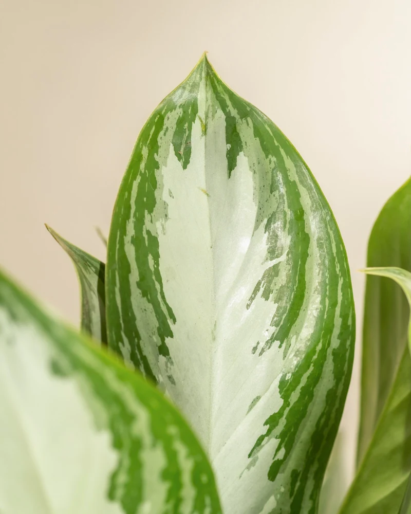 Große Aglaonema Silver Bay