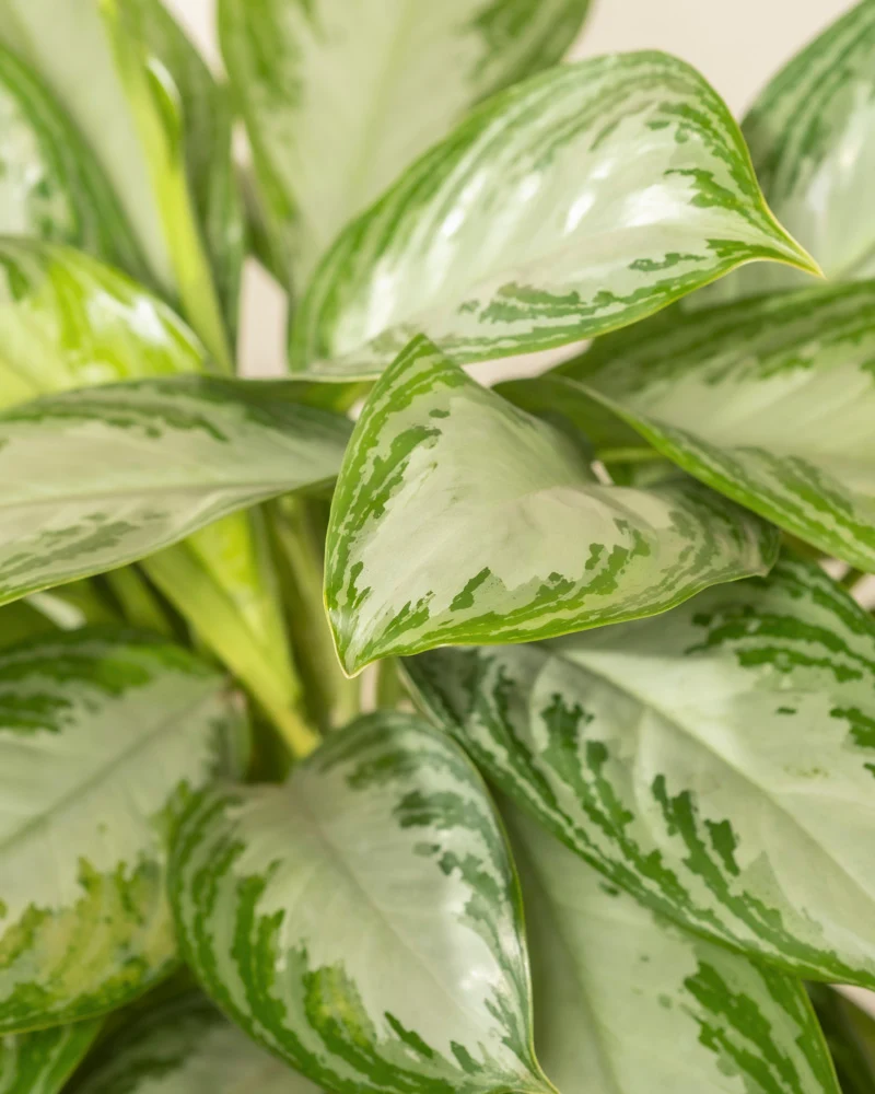 Große Aglaonema Silver Bay