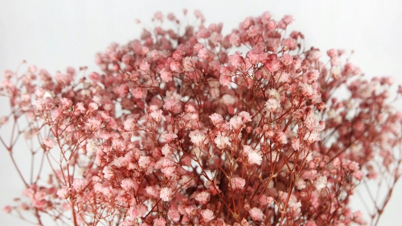 Konserviertes Schleierkraut Kiara - 1 Bund - Bridal pink