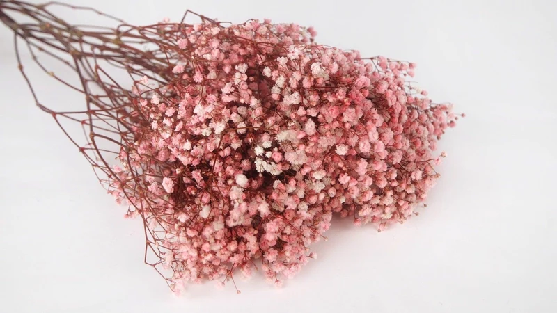 Konserviertes Schleierkraut Kiara - 1 Bund - Bridal pink