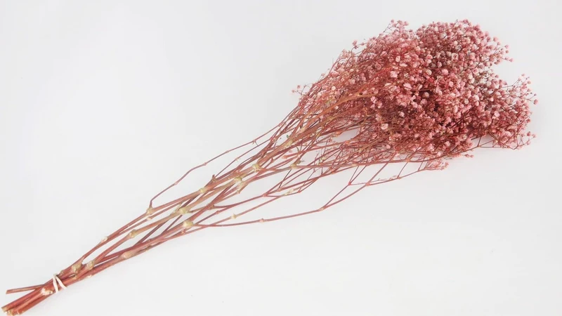 Konserviertes Schleierkraut Kiara - 1 Bund - Bridal pink