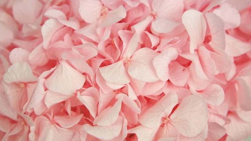 Konservierte Hortensie Kiara - 1 Kopf - Bridal pink