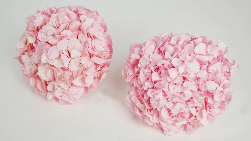Konservierte Hortensie Kiara - 1 Kopf - Bridal pink