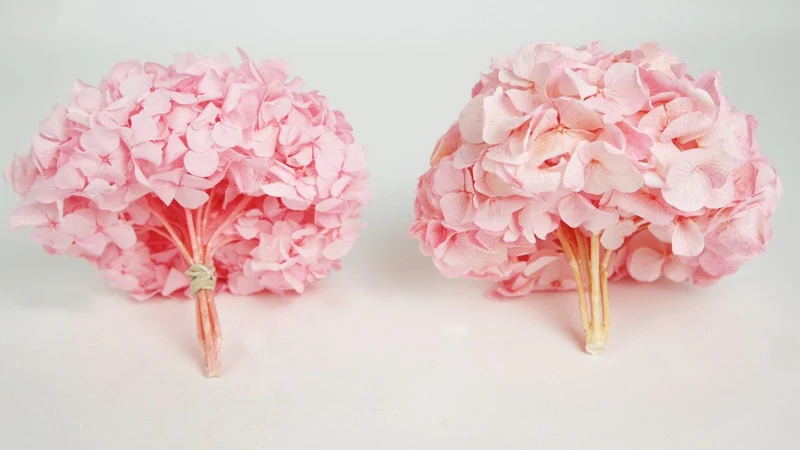Konservierte Hortensie Kiara - 1 Kopf - Bridal pink
