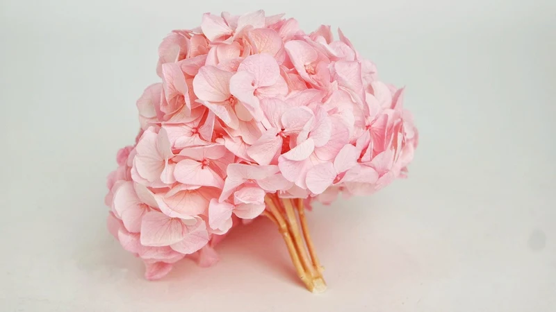 Konservierte Hortensie Kiara - 1 Kopf - Bridal pink
