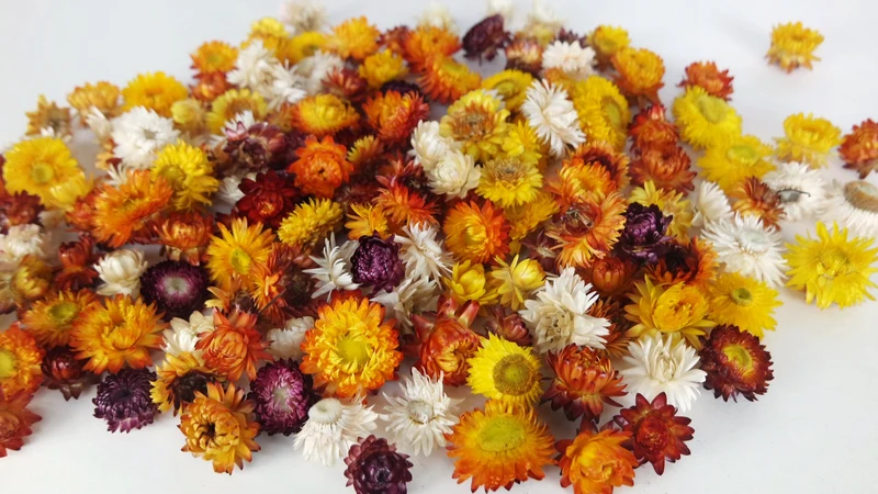Strohblumen Köpfe - 200 g - Naturfarbe Rainbow
