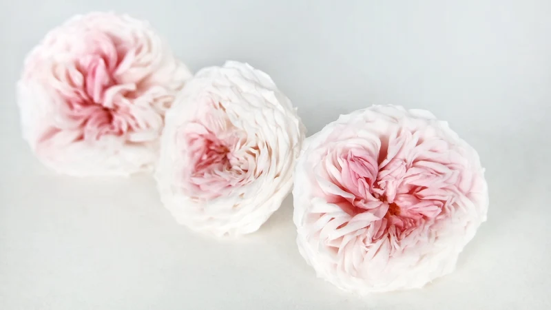 Rosen konserviert Dance Earth Matters - 3 Köpfe - Champagne pink 131