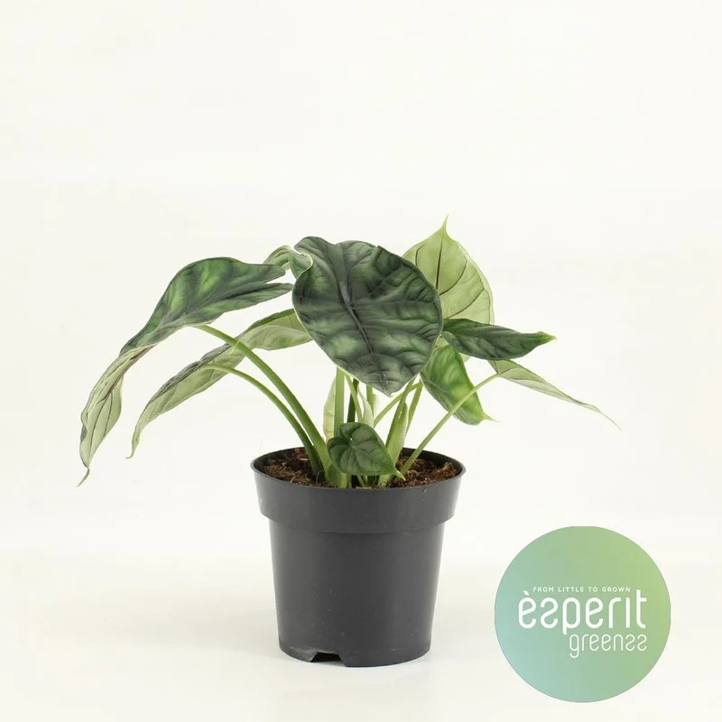 Alocasia ‘Dragon Scale’ Ø14 cm | 25 cm
