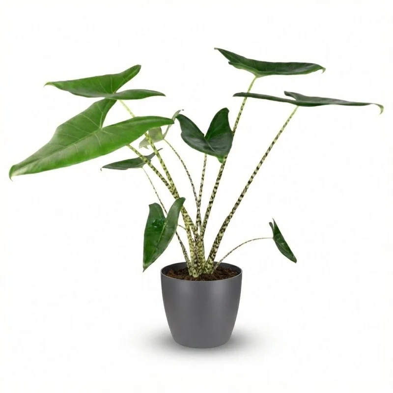Alocasia zebrina (Elefantenohr) 70–75 cm mit Potter Grau