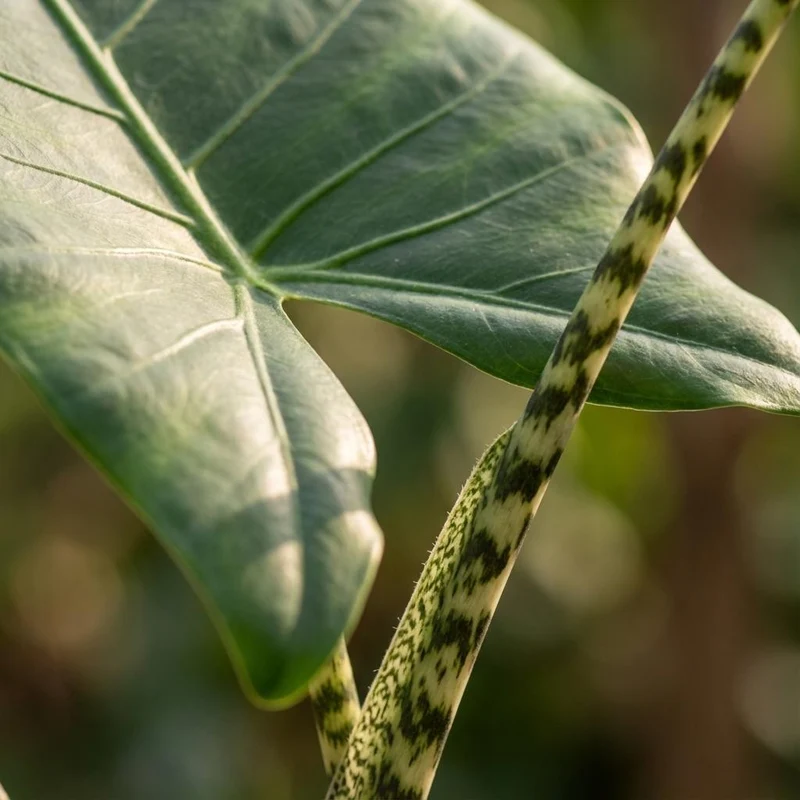 Alocasia zebrina (Elefantenohr) 70–75 cm | Ø 21 cm