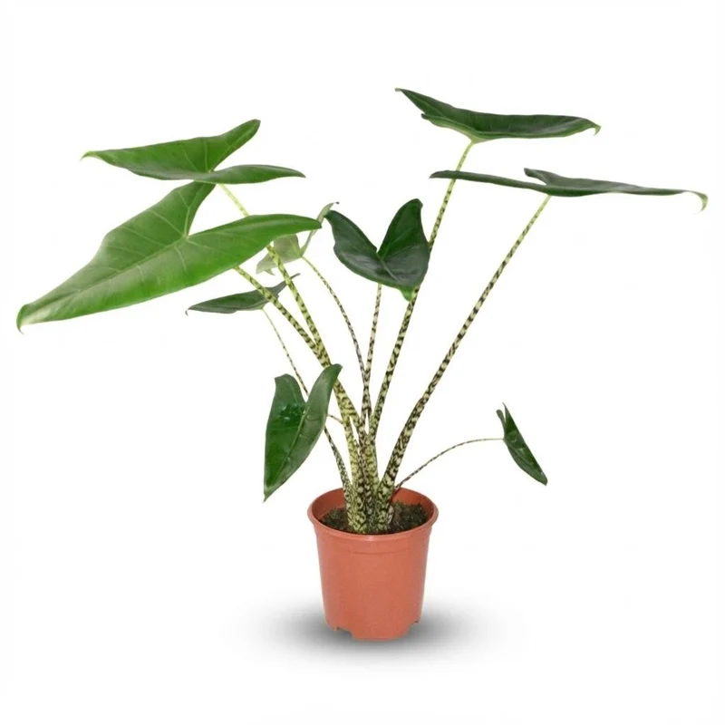 Alocasia zebrina (Elefantenohr) 70–75 cm | Ø 21 cm