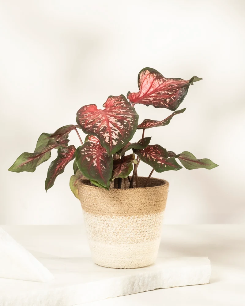 Caladium 'Desert Sunset'
